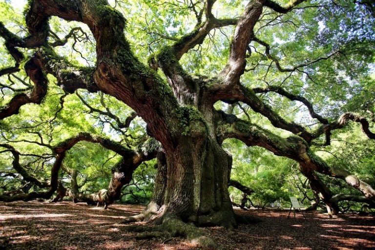 The Angel Oak - Brian L. Tucker