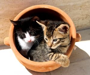 kittens-in-a-pot
