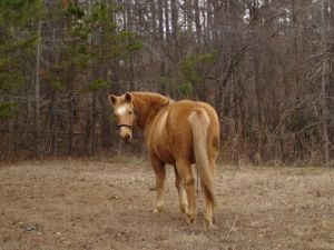 palomino